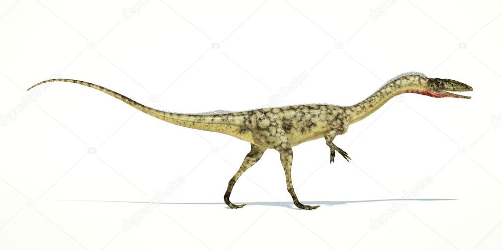 Coelophysis dinosaur photorealistic representation. On white bac