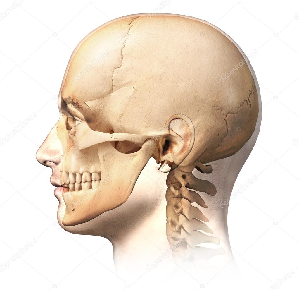 Male human head with skull in ghost effect, side view.