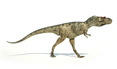Albertosaurus dinozor, fotogerçekçi temsil, yan görünüm