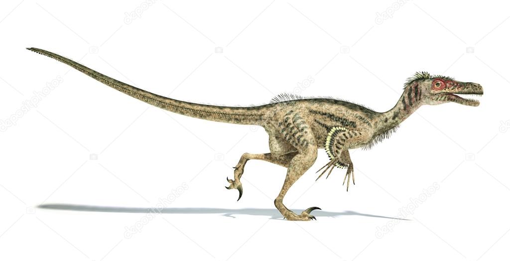 Velociraptor dinosaur, scientifically correct, with feathers.
