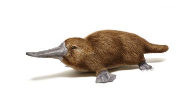 Brown platypus clipart