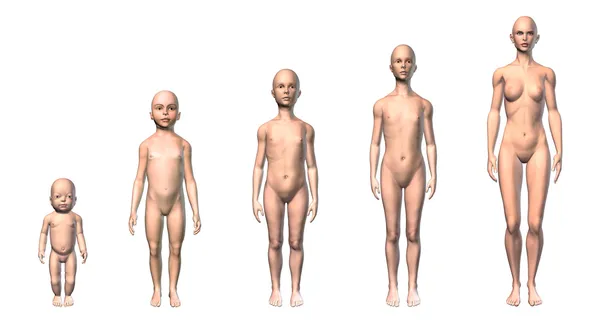 Human body scheme of different ages stages. — Stock Photo, Image