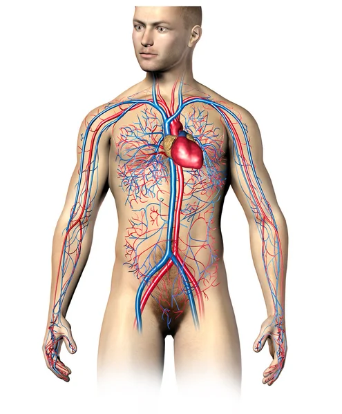 Homem sistema circulatório humano — Fotografia de Stock