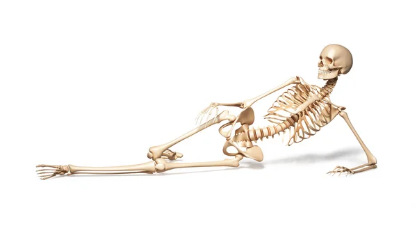 女性の人間の骨格 — ストック写真