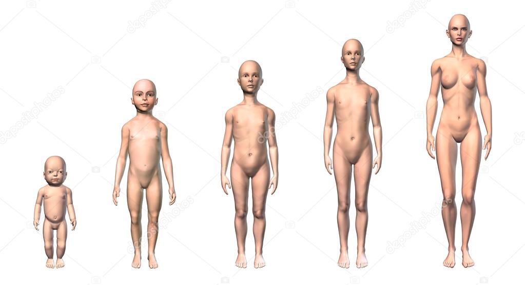 Human body scheme of different ages stages.