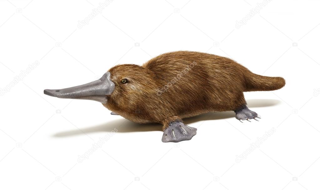 Brown platypus