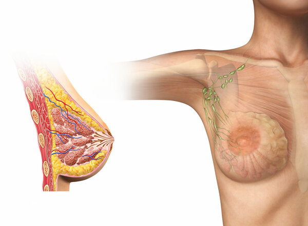 Диаграмма отсечения женской груди
.