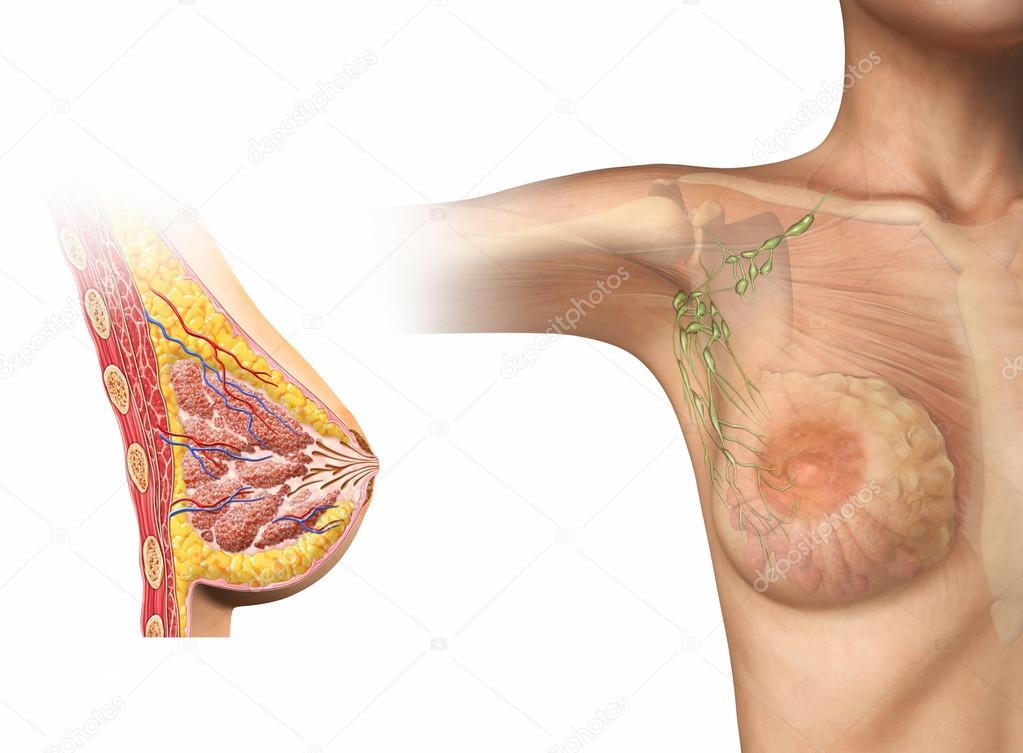 Woman breast cutaway diagram. Stock Photo by ©Pixelchaos 44084993