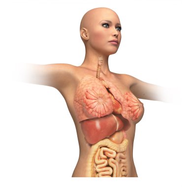 Woman body trunk, with interior organs superimposed. clipart
