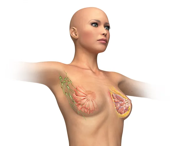 Женщина с вырезанной грудью, поперечное сечение . — стоковое фото