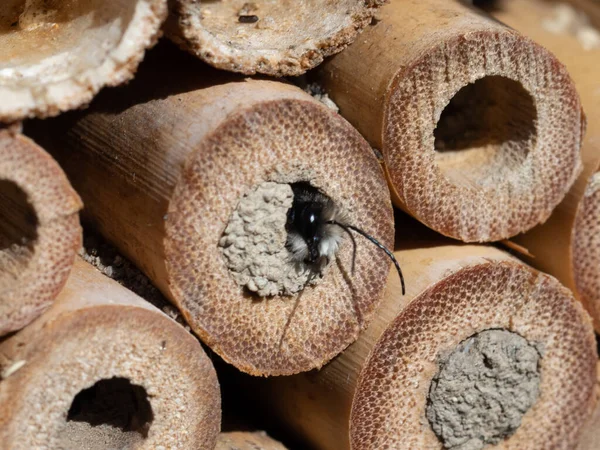 Baharda Böcek Otelinde Mason Arıları — Stok fotoğraf