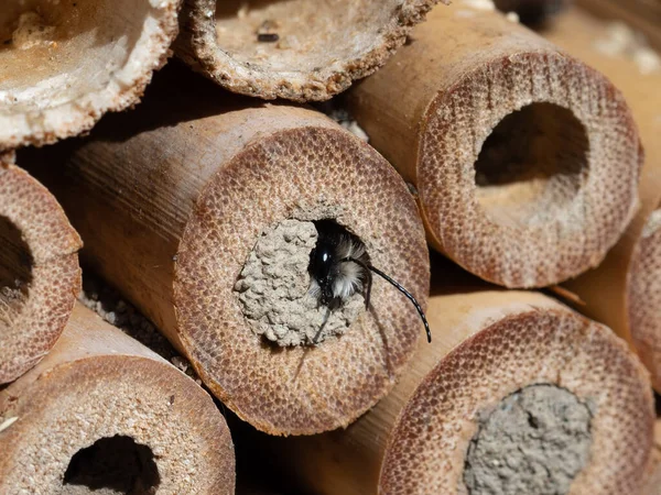 Maurerbienen Frühjahr Insektenhotel Stockfoto