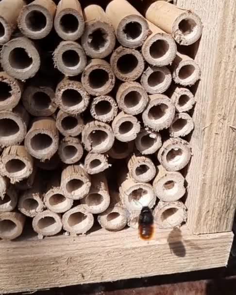 Bee Närmar Sig Insekt Hotell — Stockvideo