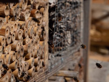 Baharda böcek otelinde Mason arıları