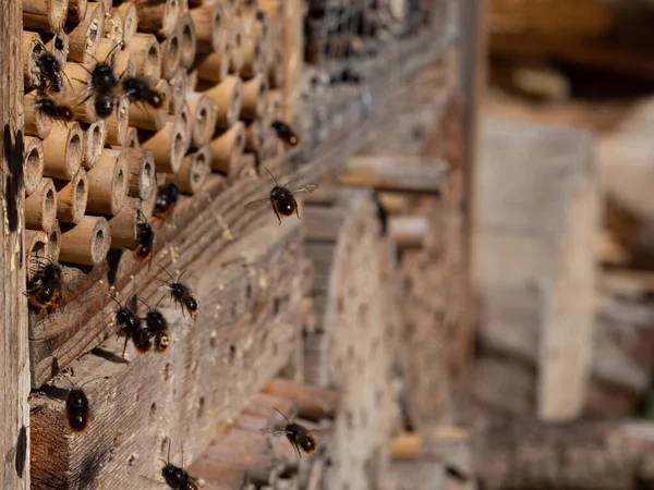 Mason Bees Insect Hotel Spring — Stock Photo, Image