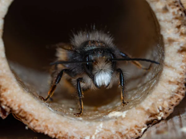 Maurerbienen Frühjahr Insektenhotel — Stockfoto