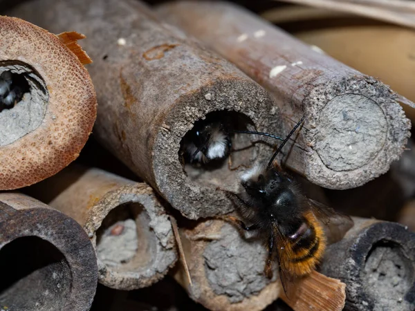 Abeilles Mason Dans Hôtel Insectes Printemps — Photo