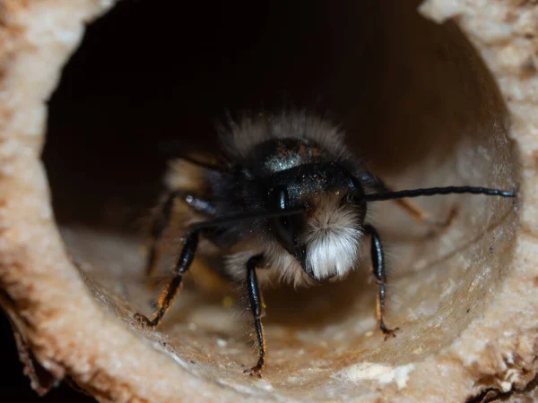 Abeilles Mason Dans Hôtel Insectes Printemps — Photo