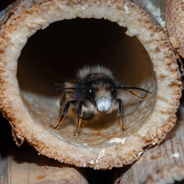 Abeilles Mason Dans Hôtel Insectes Printemps — Photo