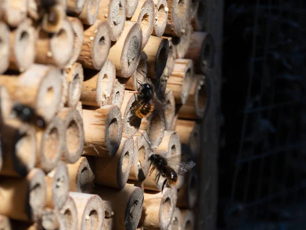 Abeilles Mason Dans Hôtel Insectes Printemps — Photo