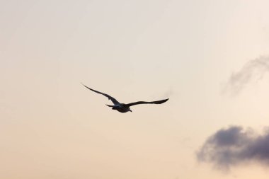 Martı, deniz kuşu, uçuyor ve rahatlıyor, gökyüzünde süzülüyor