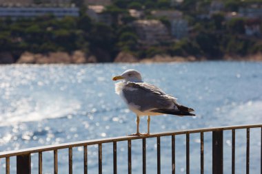 Martı, deniz kuşu, uçuyor ve rahatlıyor, gökyüzünde süzülüyor
