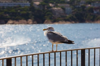 Martı, deniz kuşu, uçuyor ve rahatlıyor, gökyüzünde süzülüyor