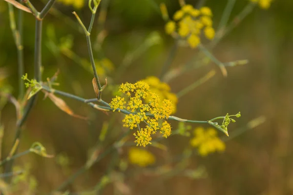 Foglie Verdi Piante Giardino Piante Mediterranee — Foto Stock