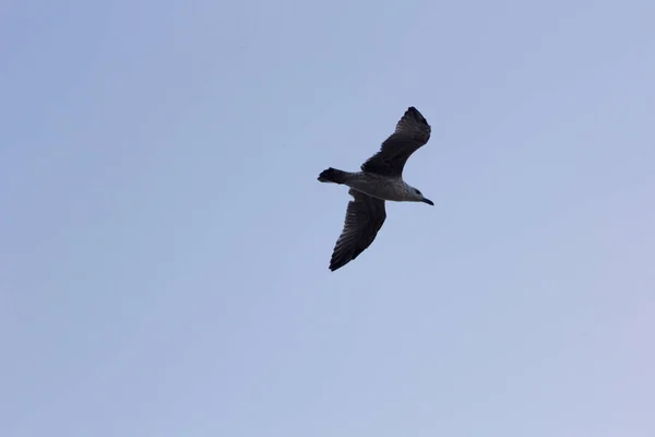 Mewa Ptak Morski Latający Zrelaksowany Szybujący Niebie — Zdjęcie stockowe