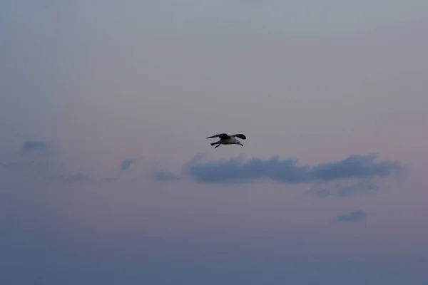 Gabbiano Uccello Marino Volante Rilassato Volo Attraverso Cieli — Foto Stock