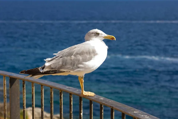 Seagull Seabird Flying Relaxed Soaring Skies — Stock Photo, Image