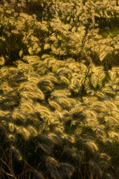 Dzikie Uszy Kukurydzy Oświetlone Żółtawym Światłem Świtu Wybrzeżu Morza Śródziemnego — Zdjęcie stockowe