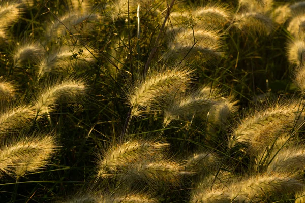 Orecchie Selvatiche Mais Illuminate Dalla Luce Giallastra Dell Alba Sulla — Foto Stock