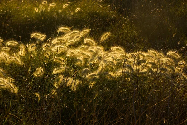 Hojas Maíz Silvestres Iluminadas Por Luz Amarillenta Del Amanecer Costa — Foto de Stock