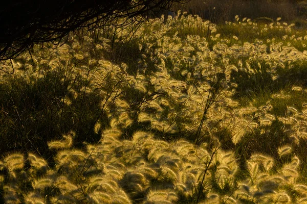 Hojas Maíz Silvestres Iluminadas Por Luz Amarillenta Del Amanecer Costa — Foto de Stock