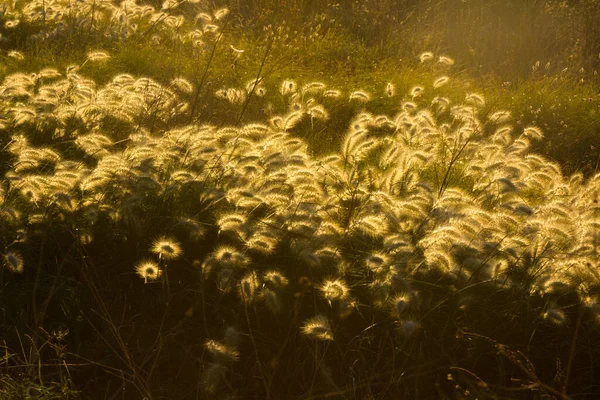 Orelhas Selvagens Milho Iluminadas Pela Luz Amarelada Amanhecer Costa Mediterrâneo — Fotografia de Stock