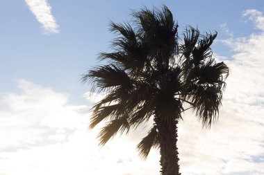 Bir palmiye ağacının tepesinde, tropik bir ağaç.