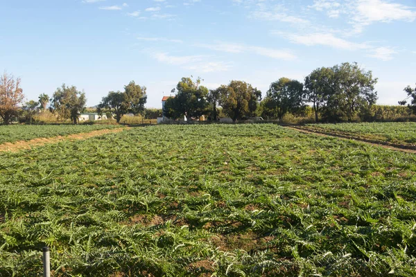 Artichoke Plants Baix Llobregat Region — Stock Photo, Image
