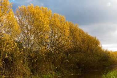 Sonbahar yapraklarında kırmızımsı renkler; ihtişamında sonbahar.