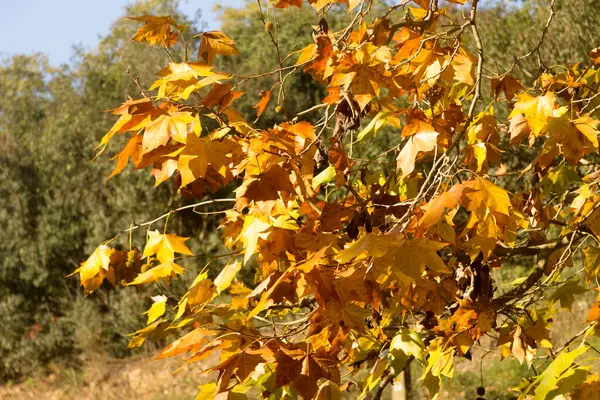 Colori Rossastri Nelle Foglie Autunnali Autunno Nel Suo Splendore — Foto Stock