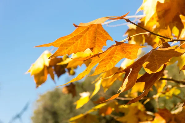 I colori rossastri in autunno lasciano l'autunno nel suo splendore. — Foto Stock