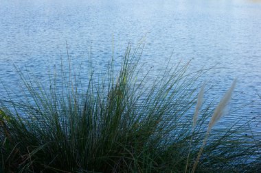 Sabah tatlı su gölünün yanında yeşil sazlıklar