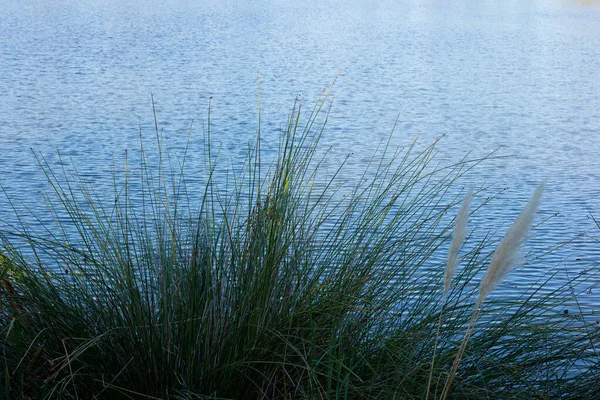 Zöld nádasok az édesvízi tó mellett reggel — Stock Fotó