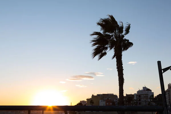 Samotna Palma Śródziemnomorskiej Plaży — Zdjęcie stockowe