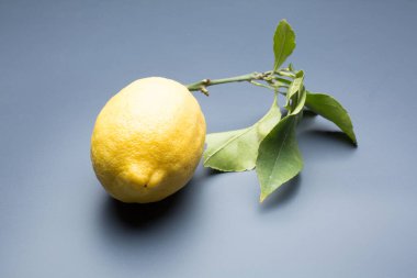 Gri arka planda sarı limon, limon ve yeşil yaprakların bileşimi.