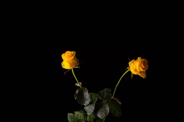 Yellow rose on a dark background, elegance and romanticism. — ストック写真