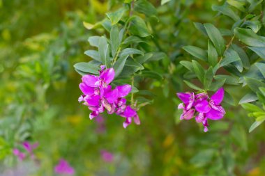 Baharın başında küçük ve güzel çiçekler