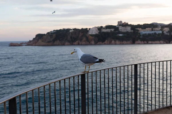 Yetişkin martı Akdeniz 'de bir uçurumun kenarında dinleniyor..