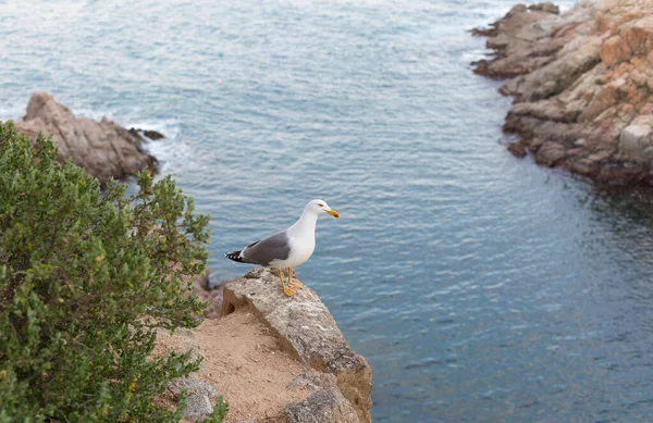 Yetişkin martı Akdeniz 'de bir uçurumun kenarında dinleniyor..