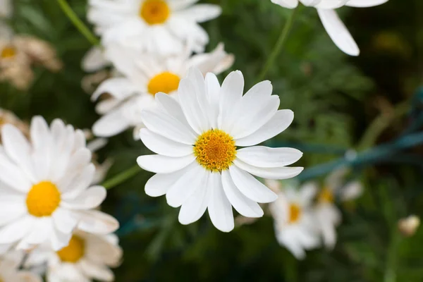 Beautiful daisies that bloom in spring when the sun warms the day. —  Fotos de Stock